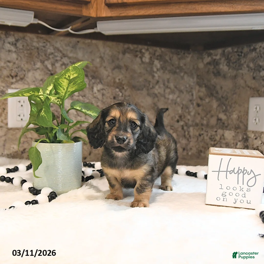 Miniature Dachshund dogs for sale: Brantley - Ad 1