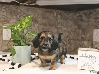 Miniature Dachshund dogs for sale: Brantley - Ad 3