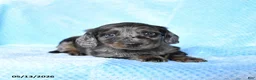 Miniature Dachshund dogs for sale: Buster - Ad 2