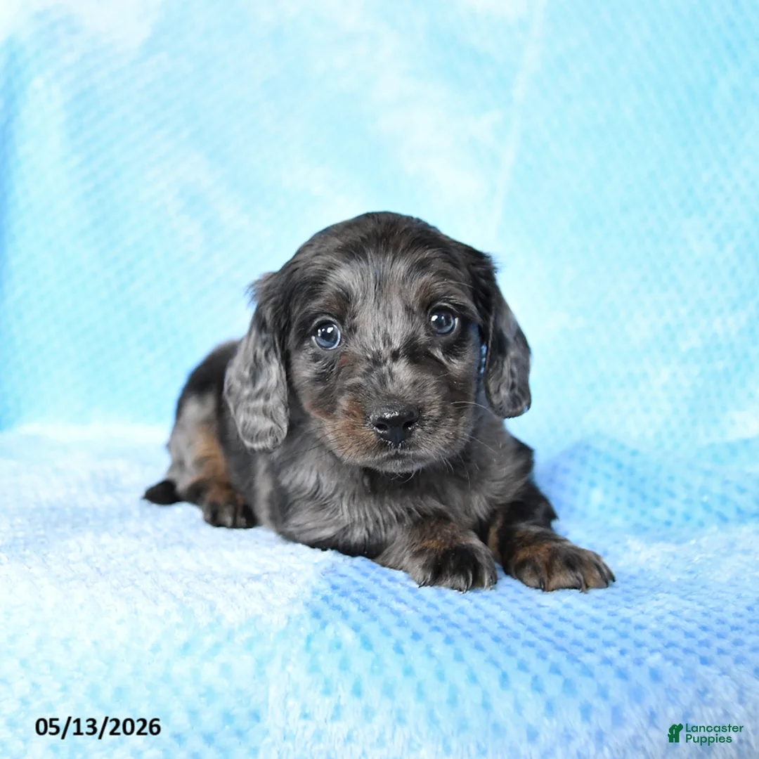 Miniature Dachshund dogs for sale: Buster - Ad 2