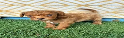 Cavapoo dogs for sale: River - Ad 6