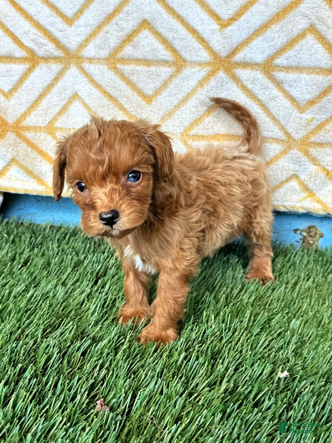 Cavapoo dogs for sale: River - Ad 6