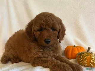 Mini Goldendoodle dogs - Ad 28