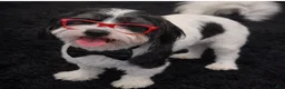 Shihpoo dogs for sale: Shihpoo 1 BT  - Ad 4