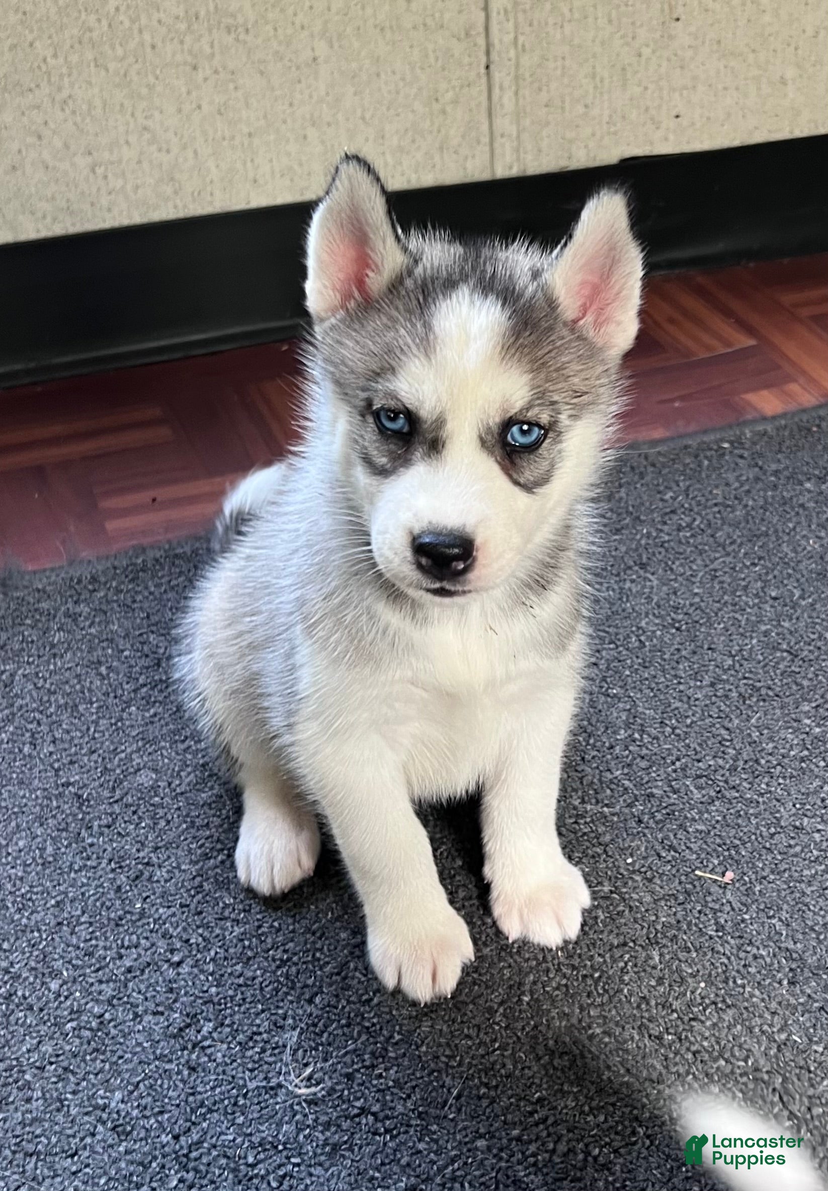 Siberian Husky dogs Daria the Daring AKC - Ad 1