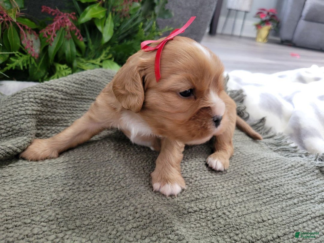 Cavalier King Charles Spaniel dogs for sale: Max - Ad 2