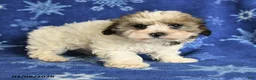 Maltipoo dogs for sale: Maggie - Ad 4