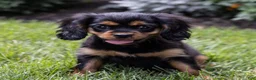 Cavalier King Charles Spaniel dogs for sale: Waldo - Ad 5