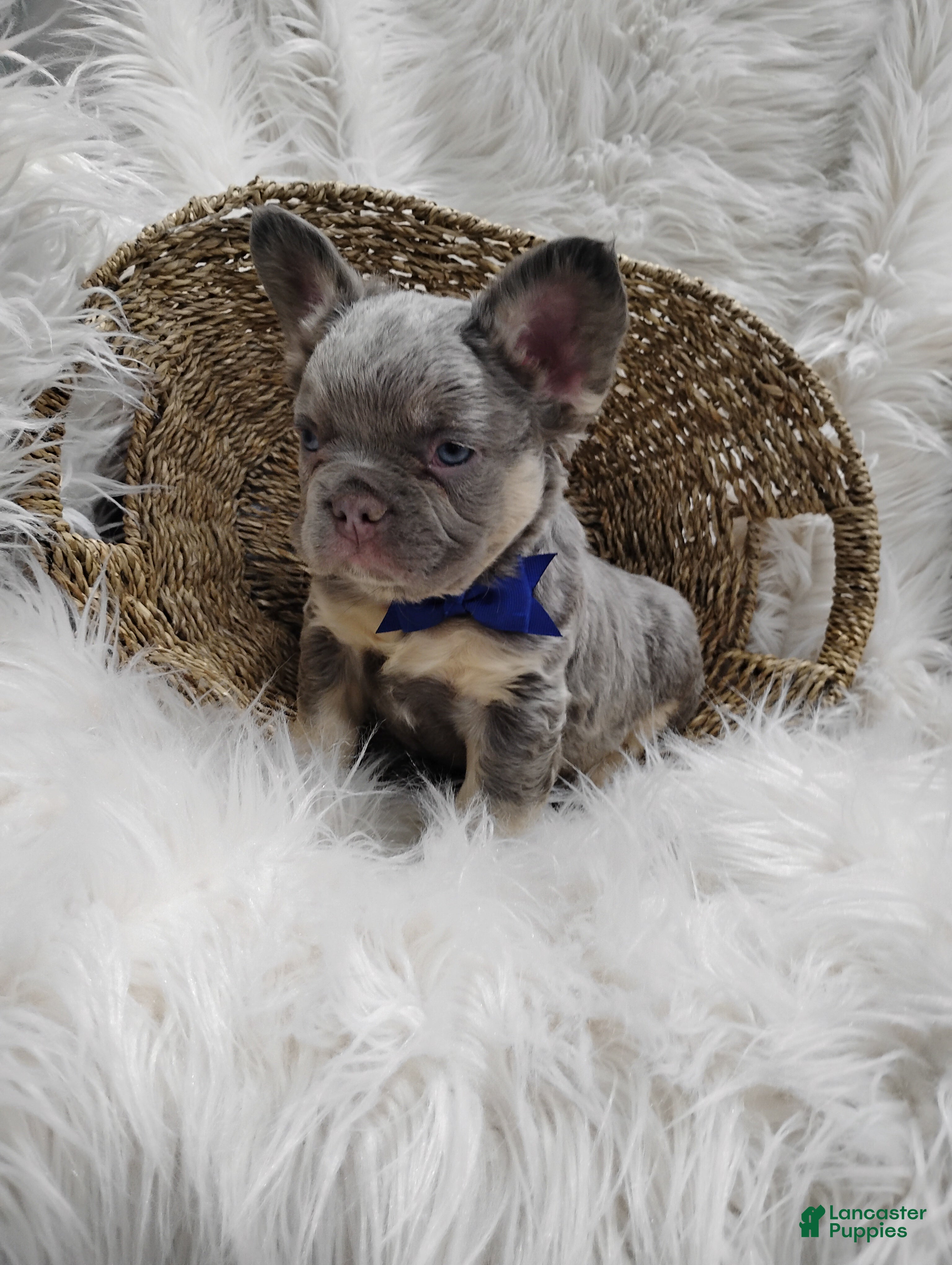 French Bulldog dogs Ethan - Ad 2