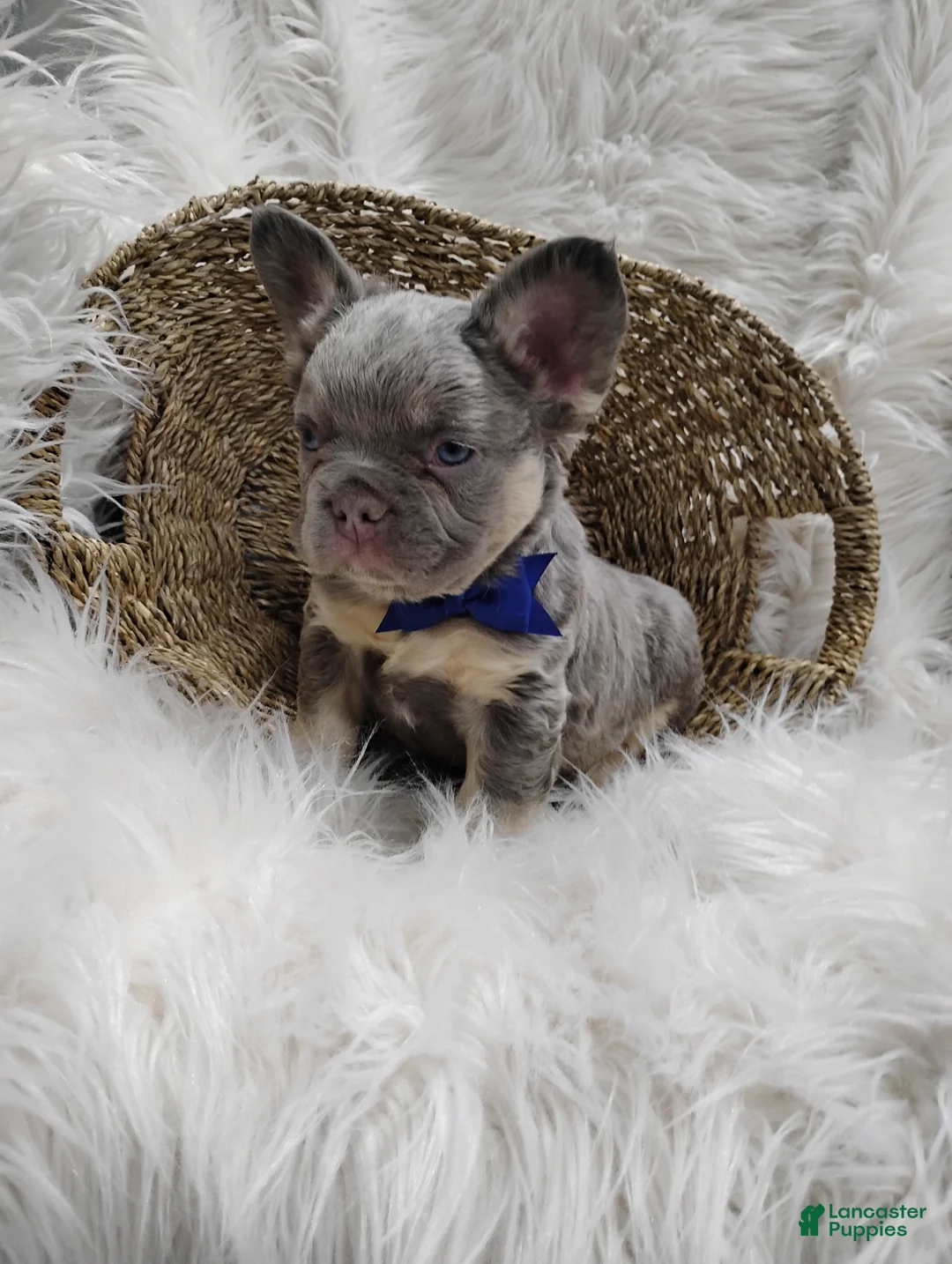 French Bulldog dogs for sale: Ethan - Ad 2
