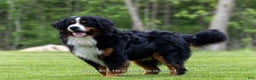 Bernese Mountain Dog dogs for sale: Caroline - Ad 7
