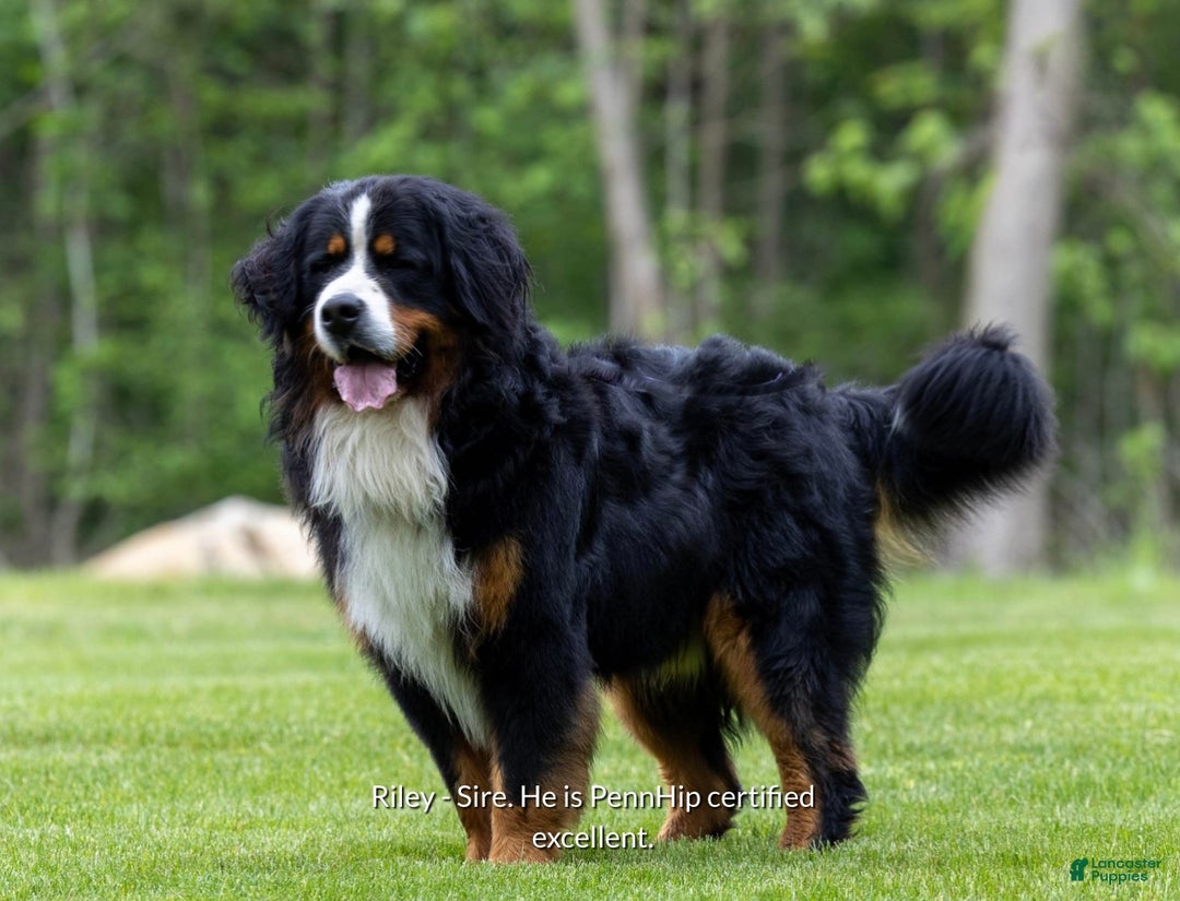Bernese Mountain Dog dogs for sale: Caroline - Ad 7