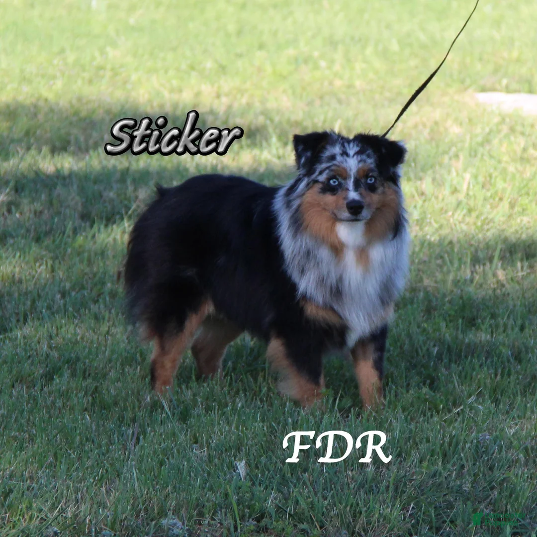 Miniature Australian Shepherd dogs for sale: Damask - Ad 7