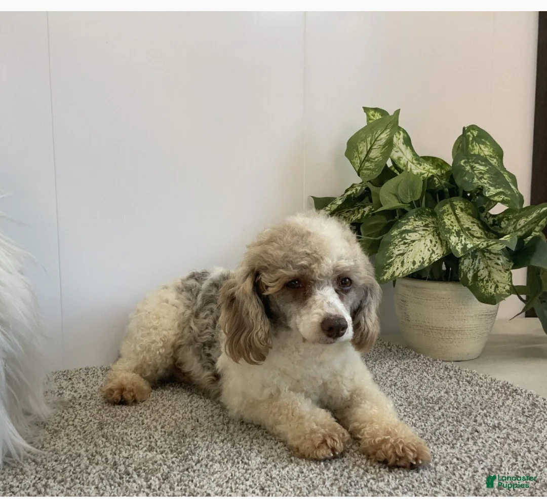 Toy Poodle dogs for sale: Valentino - Ad 3