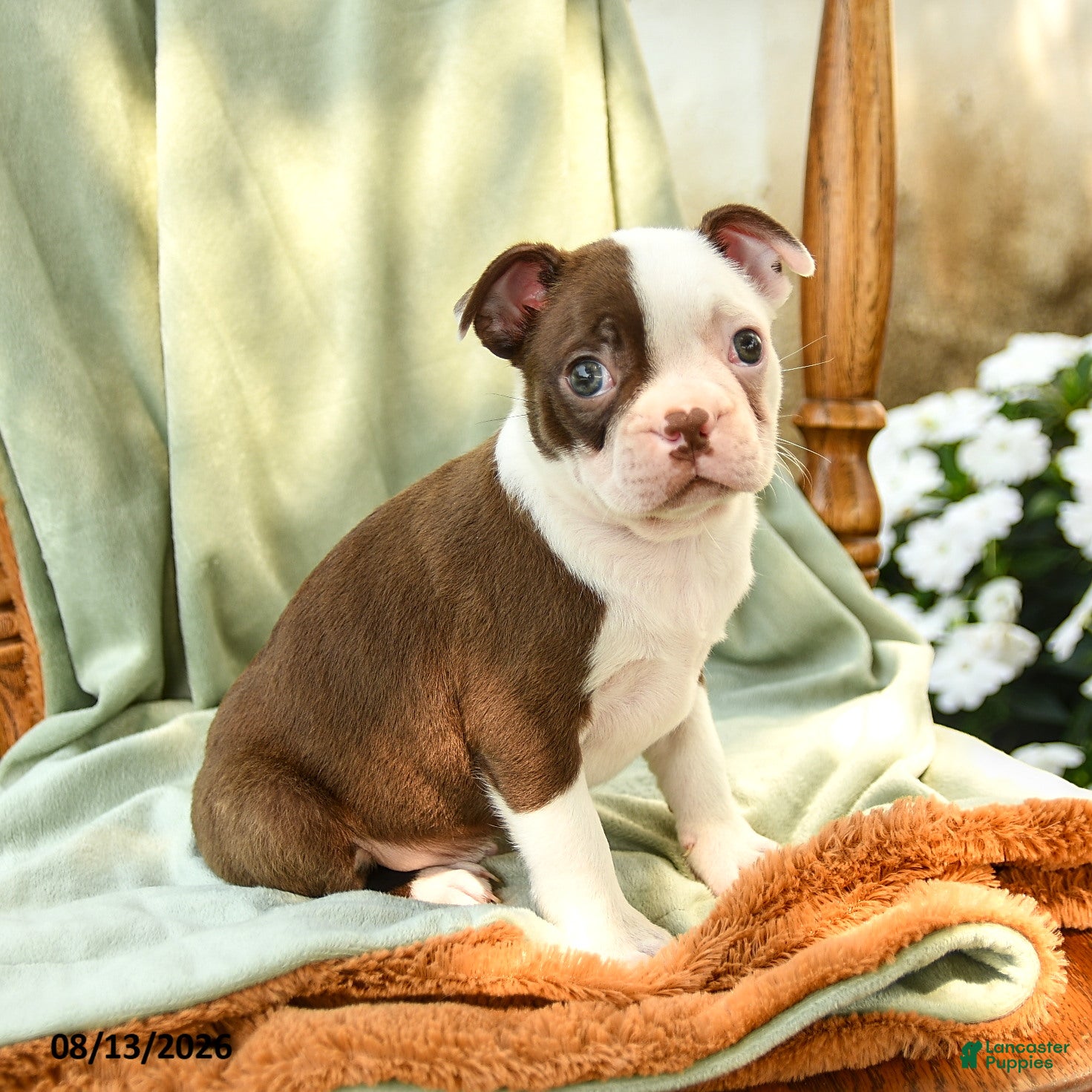 Boston Terrier dogs Bryce - Ad 2
