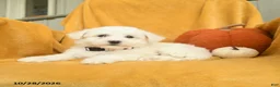 Bichon Frise dogs for sale: Hattie  - Ad 3