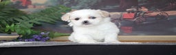 Shih Tzu dogs for sale: Pippin - Ad 4