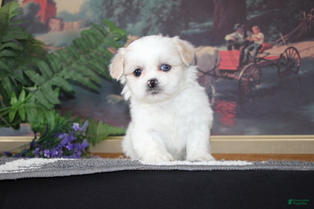 Shih Tzu dogs for sale: Pippin - Ad 4