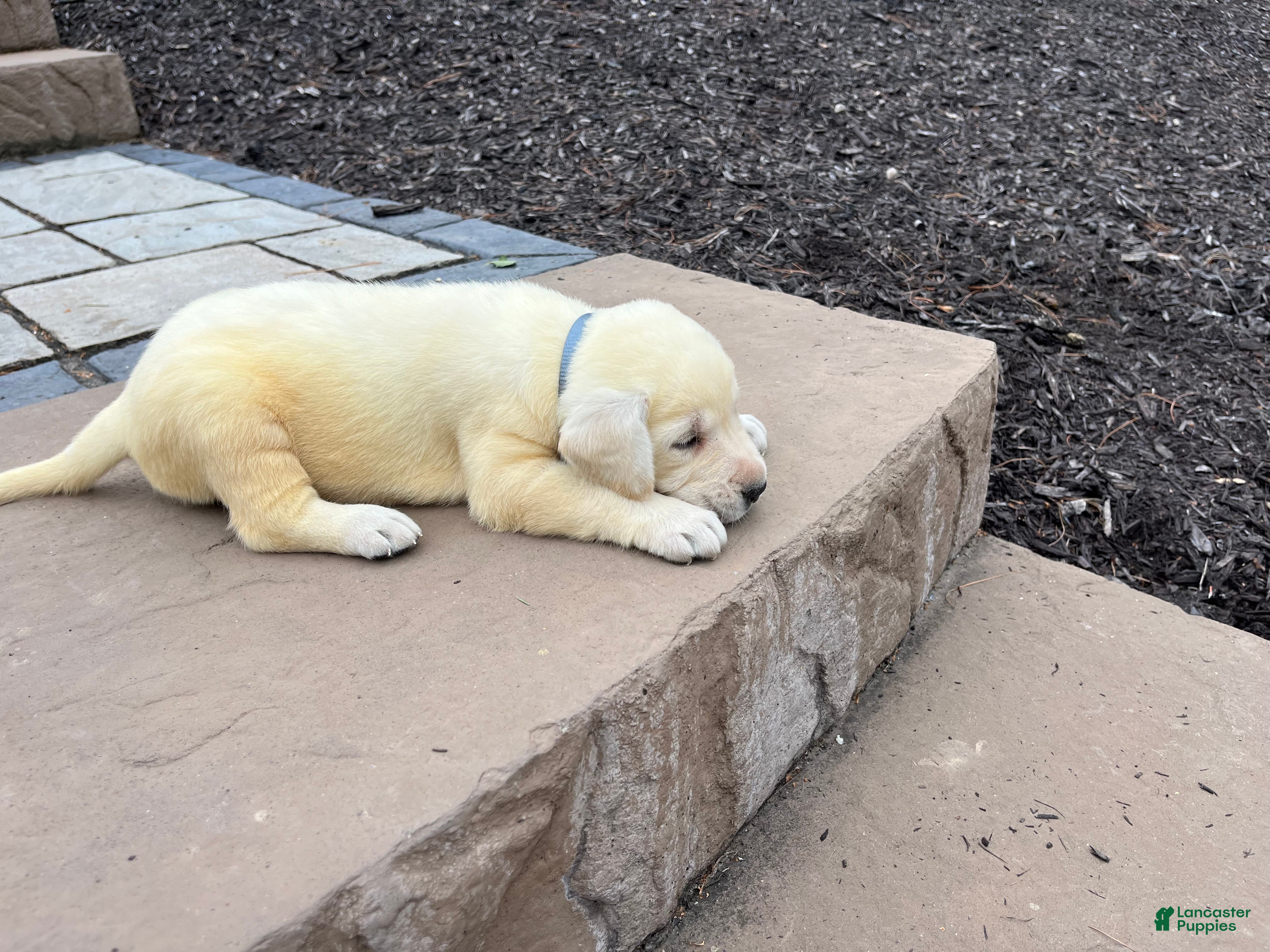 Labrador Retriever dogs Gracie - Ad 2