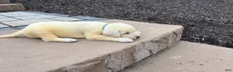 Labrador Retriever dogs for sale: Gracie - Ad 2