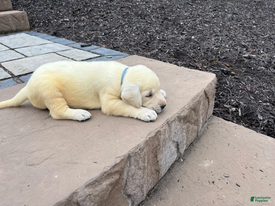 Labrador Retriever dogs for sale: Gracie - Ad 2
