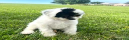 Mixed Breed dogs for sale: Vega - Ad 3