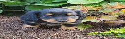 Miniature Dachshund dogs for sale: Vivian  - Ad 41