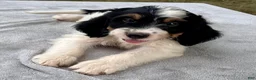 Bernedoodle dogs for sale: Austin - Ad 5