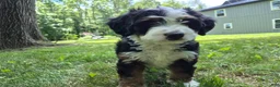 Bernedoodle dogs for sale: Ranger - Ad 2