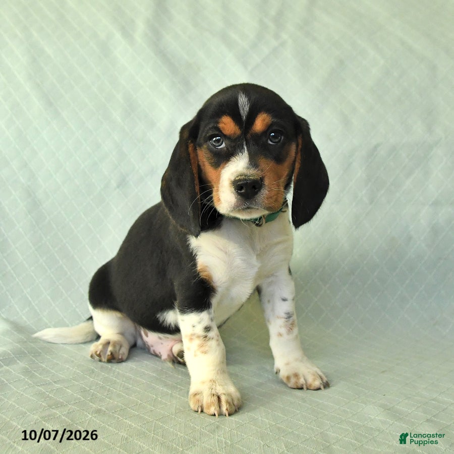 Beagle dogs Yaron - Ad 2