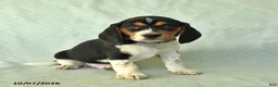 Beagle dogs for sale: Yaron - Ad 2