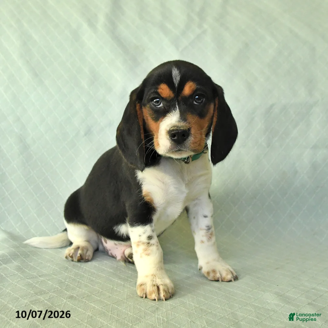 Beagle dogs for sale: Yaron - Ad 2