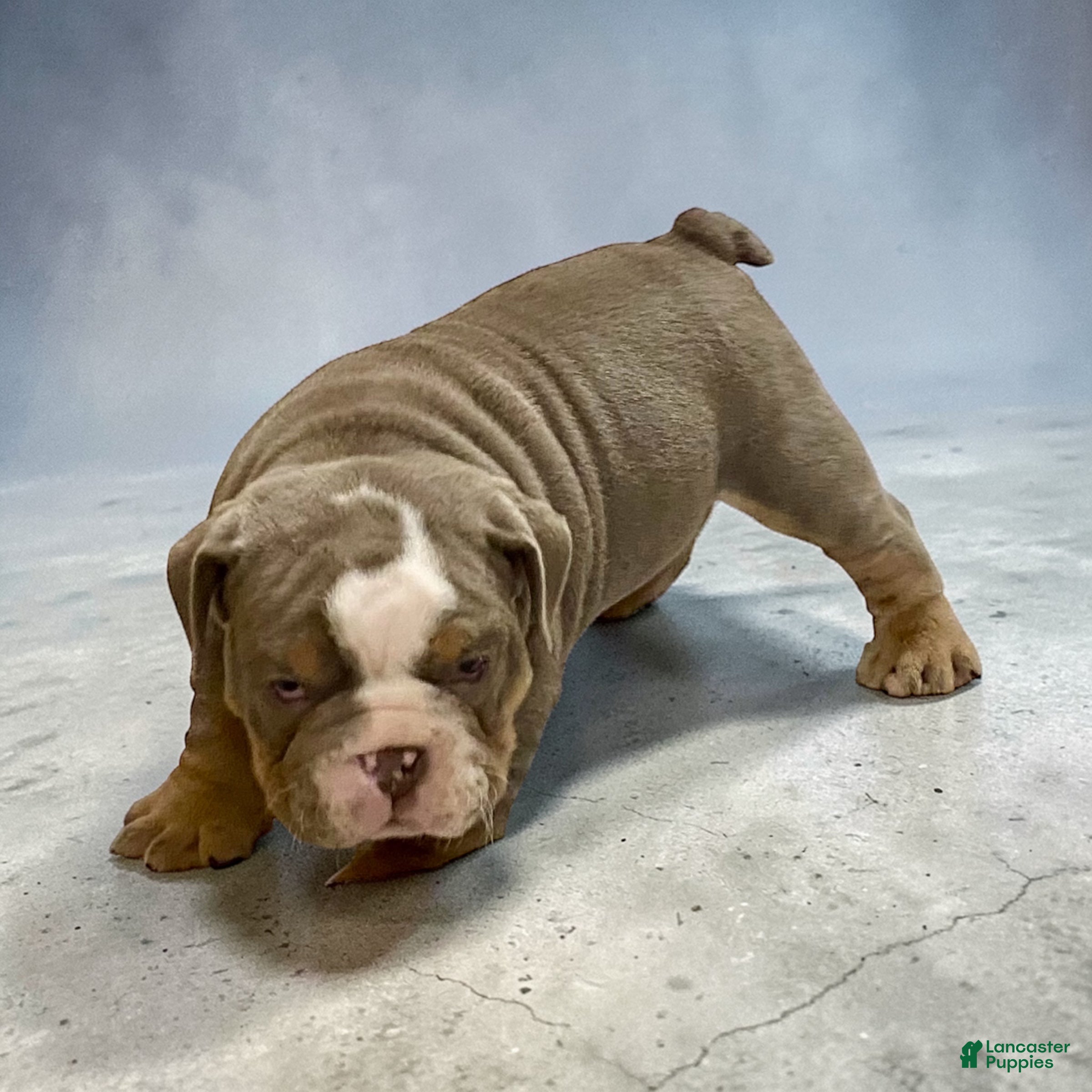 English Bulldog dogs Bubby - Ad 1