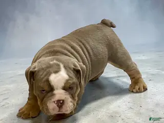 English Bulldog dogs for sale: Bubby - Ad 2