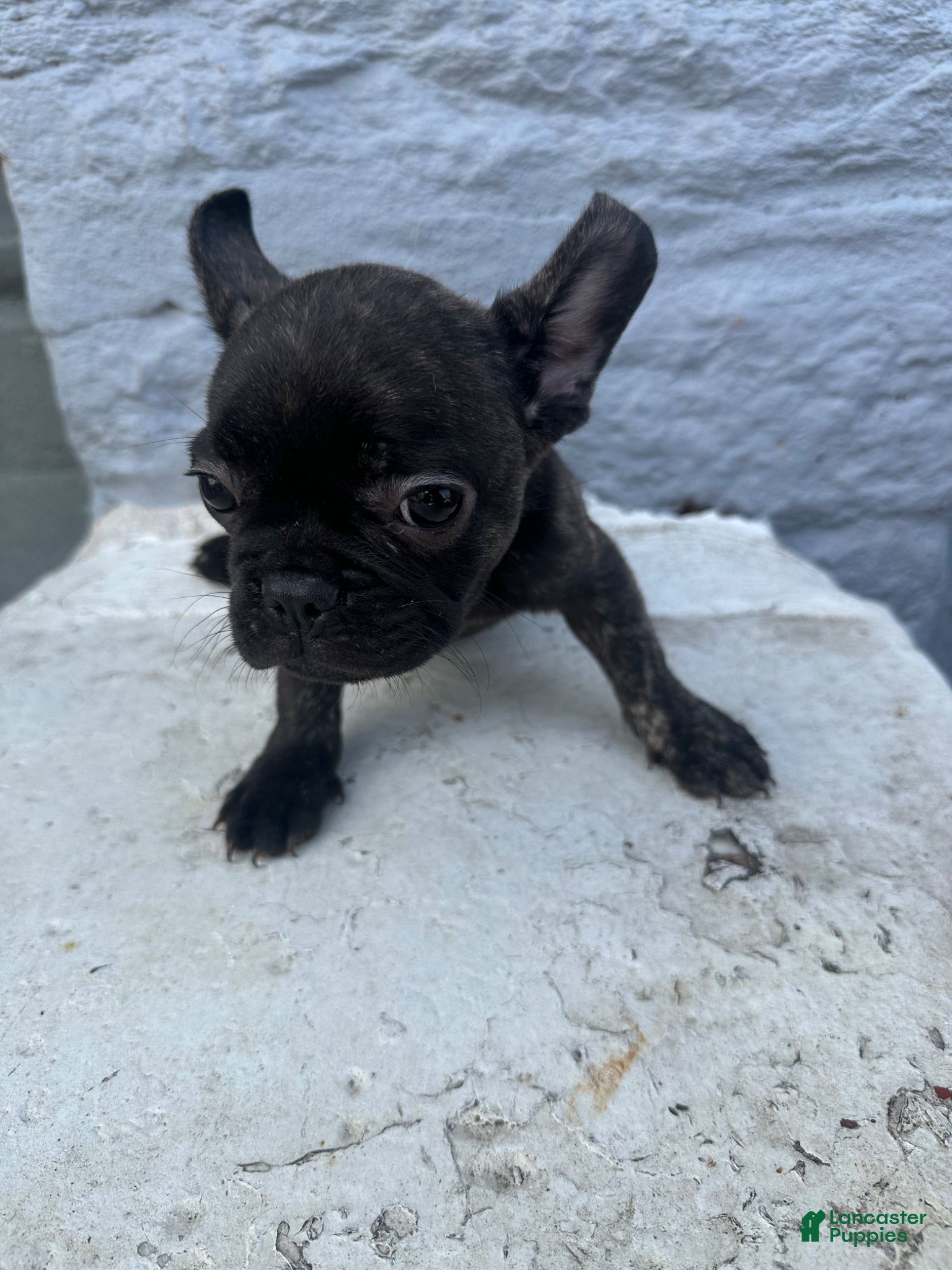 French Bulldog dogs for sale: French Bulldog Puppy 1 - Ad 1
