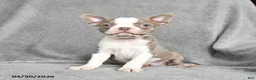 Boston Terrier dogs for sale: Tiffany - Ad 2