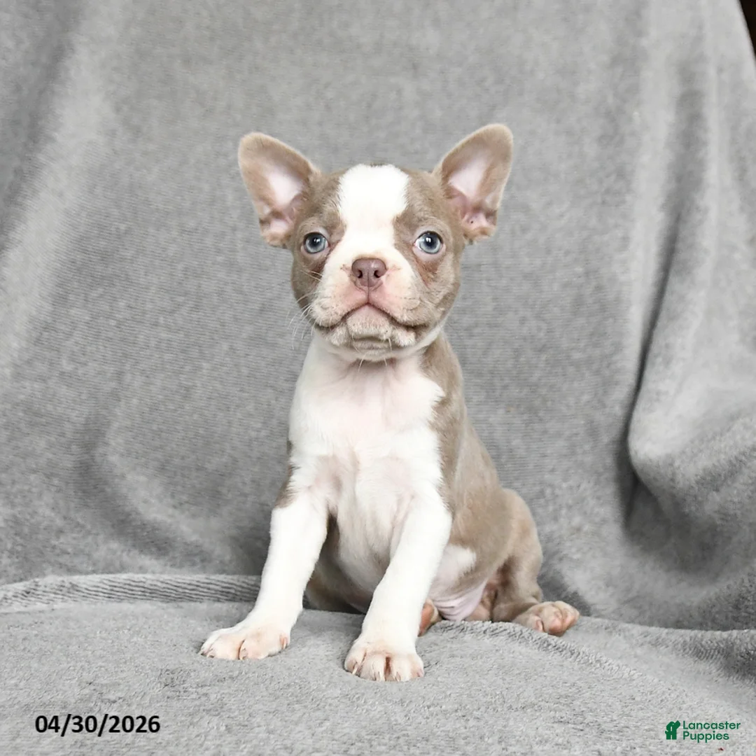 Boston Terrier dogs for sale: Tiffany - Ad 2