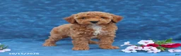 Mini Goldendoodle dogs for sale: Polly - Ad 3