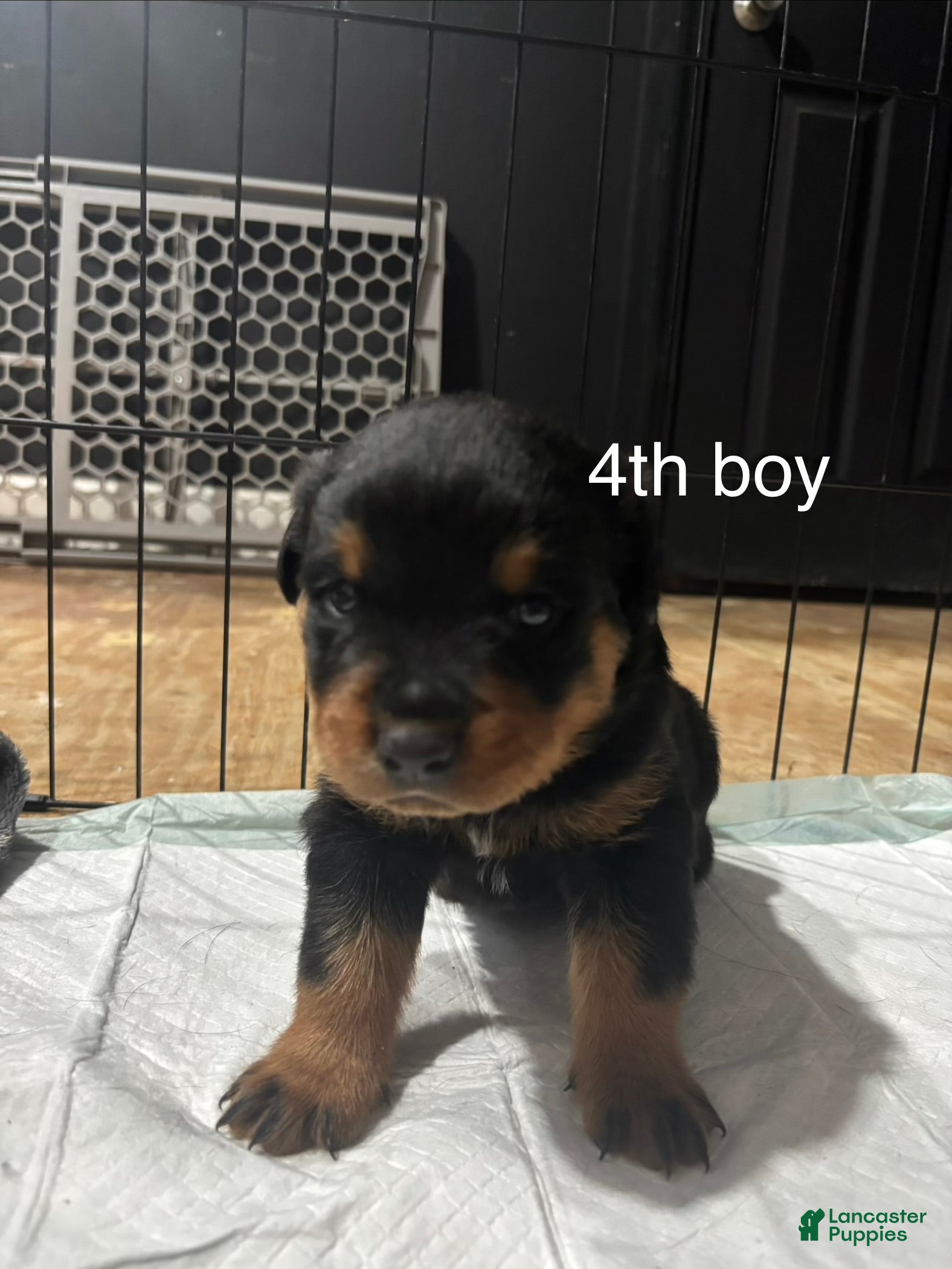 Rottweiler dogs  4 - Ad 11