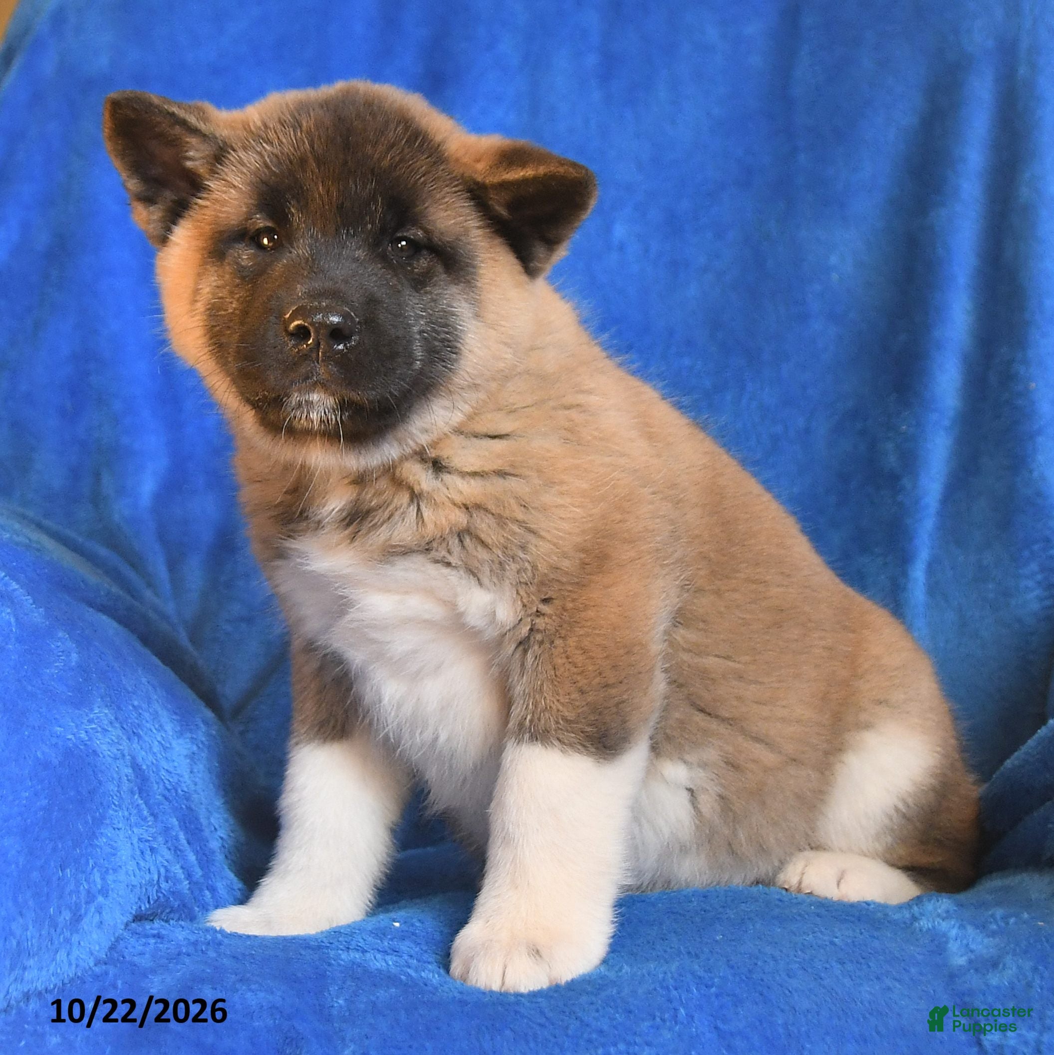 Akita dogs for sale: Violet - Ad 2