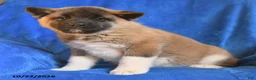 Akita dogs for sale: Violet - Ad 2