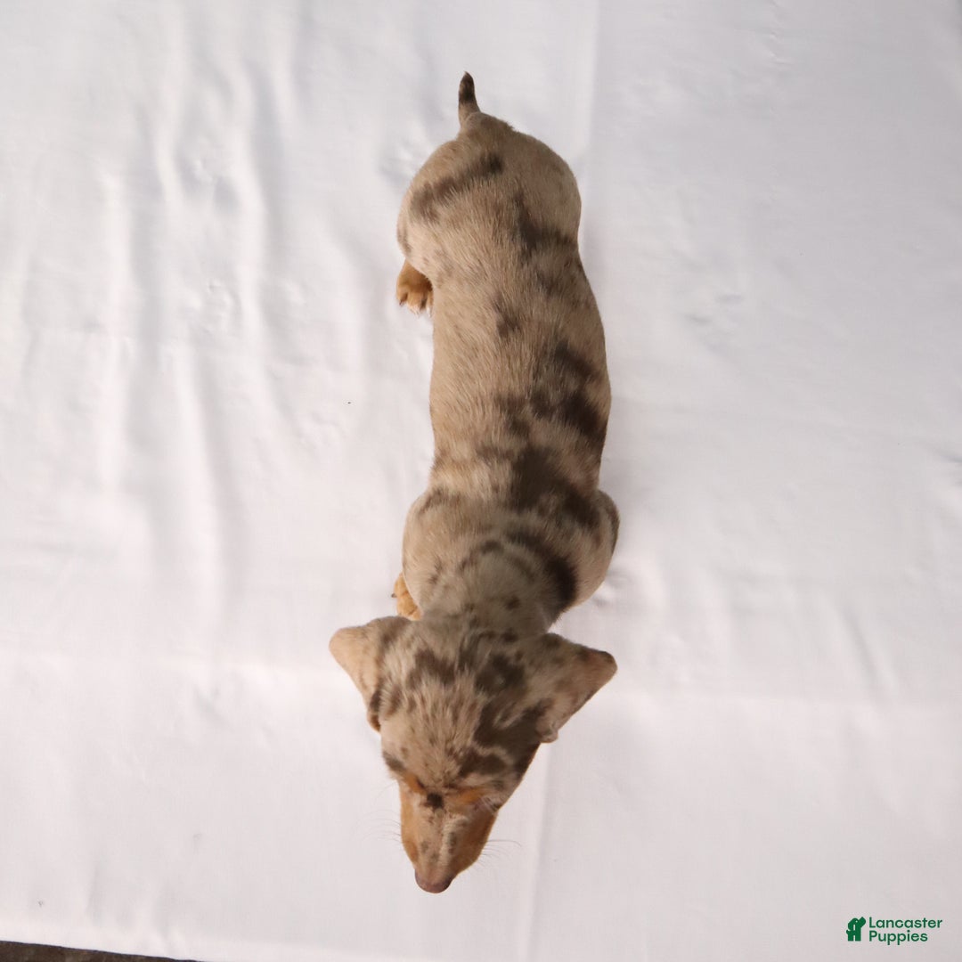 Dachshund dogs for sale: Twila - Ad 11