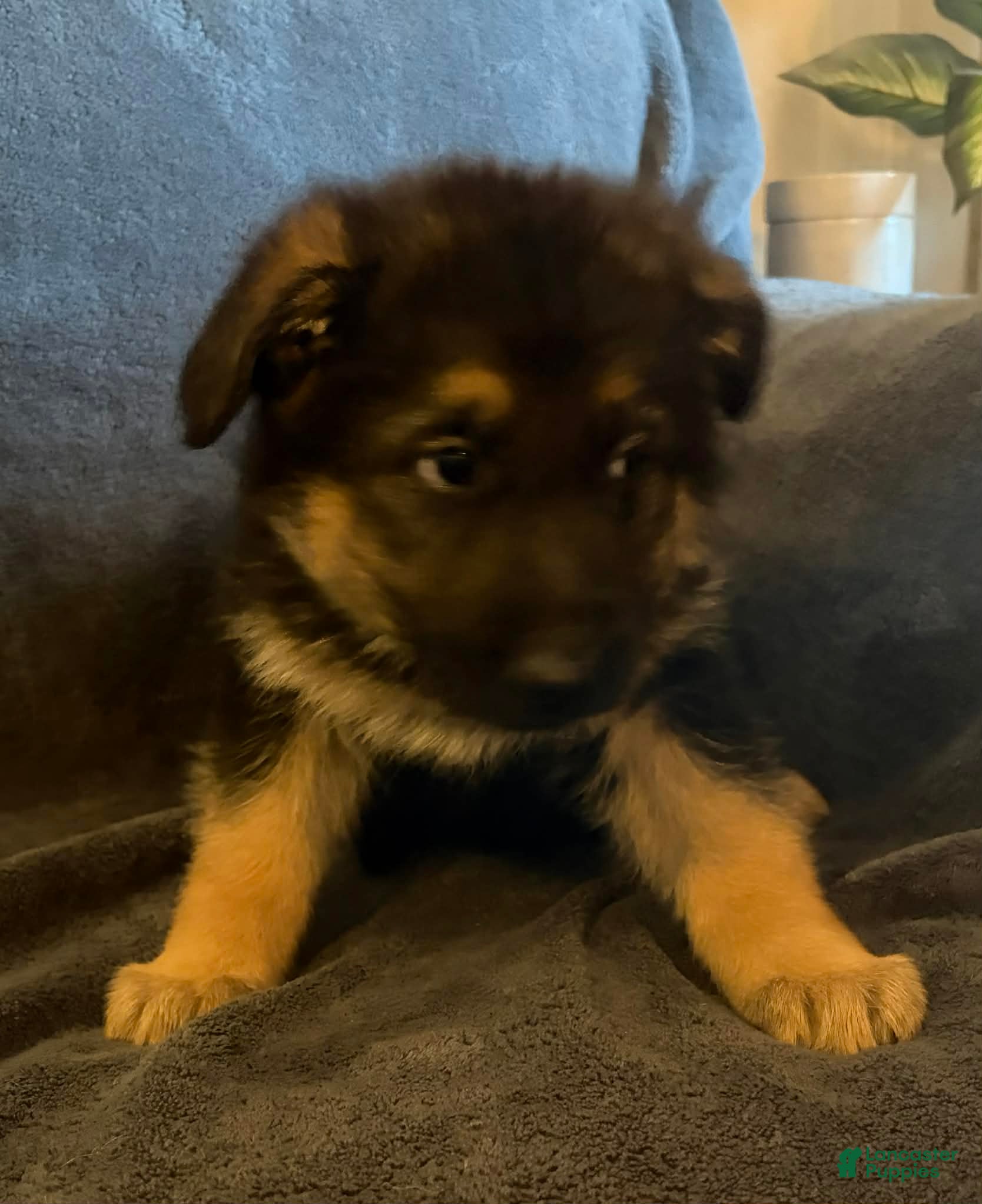 German Shepherd dogs German Shepherd Puppy 4 - Ad 19