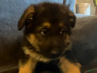 German Shepherd dogs German Shepherd Puppy 4 - Ad 19