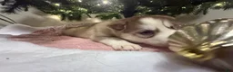 Siberian Husky dogs for sale: Elijah - Ad 4