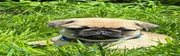 Pug dogs for sale: Toby - Ad 1