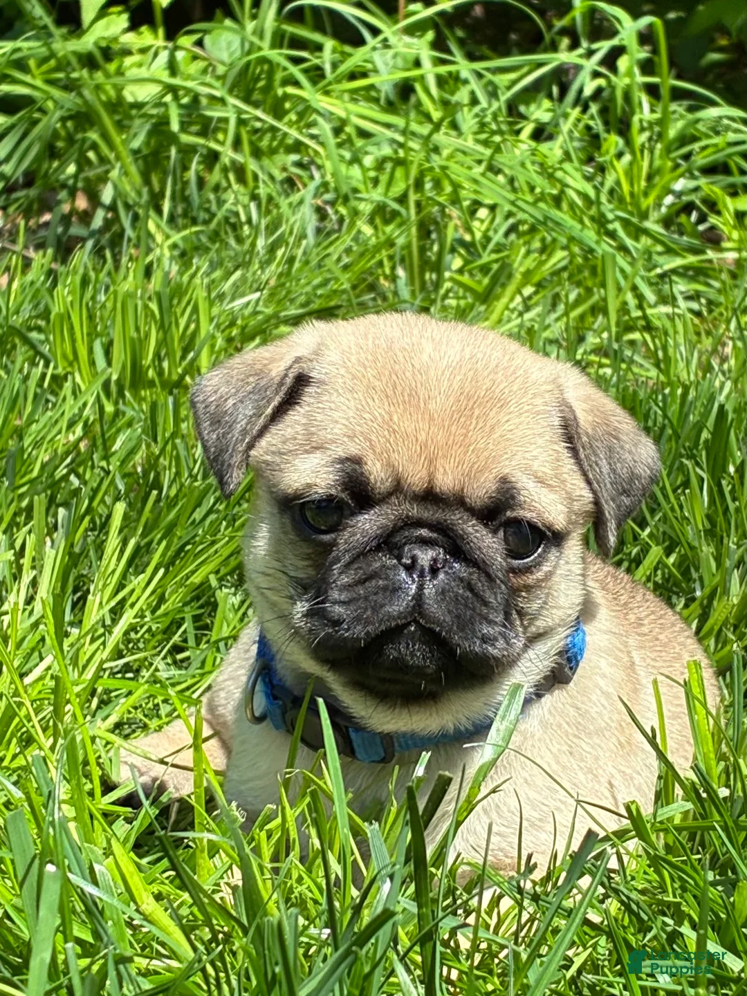 Pug dogs for sale: Toby - Ad 1
