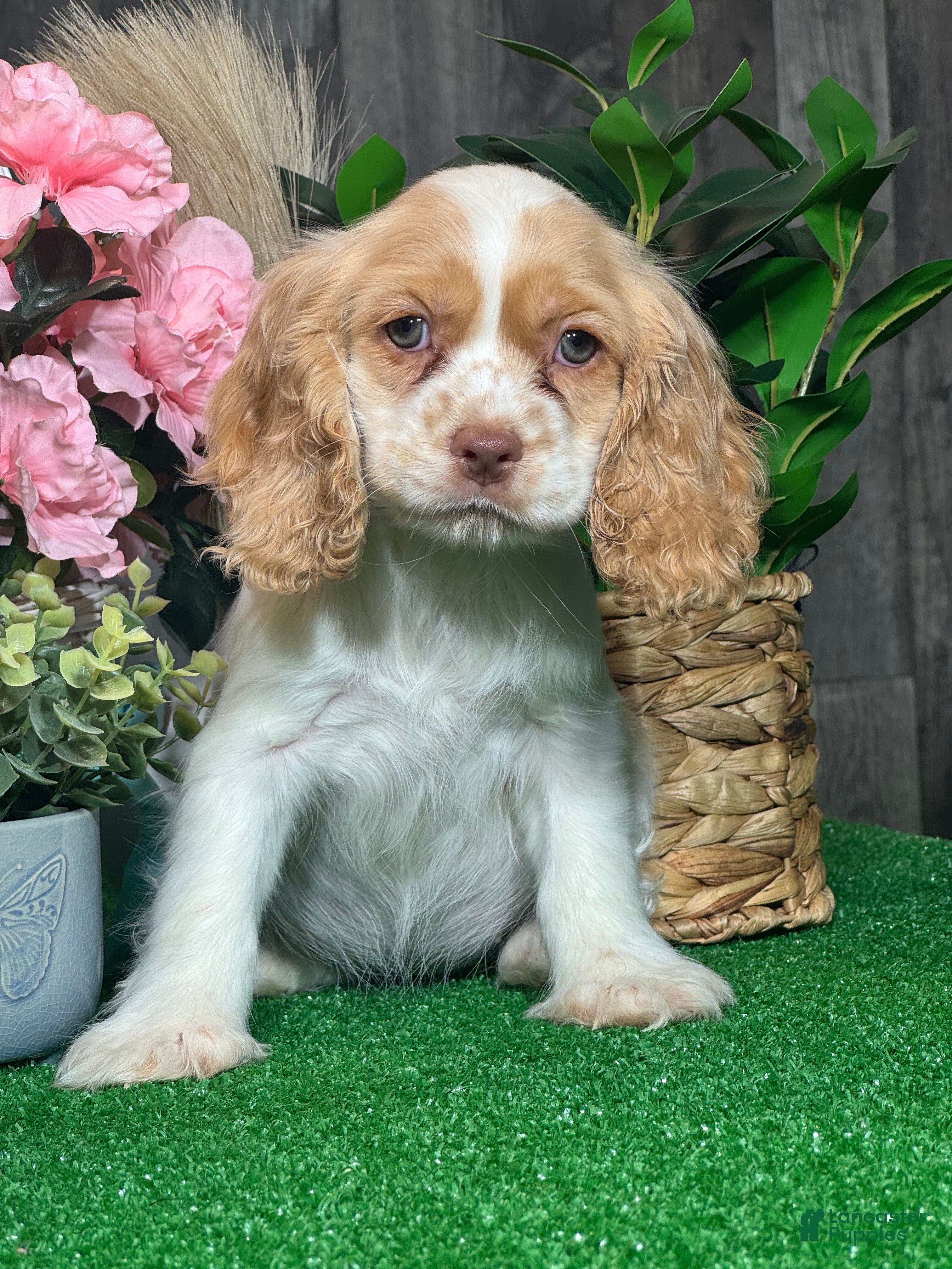 Cocker Spaniel dogs Octavia  - Ad 16