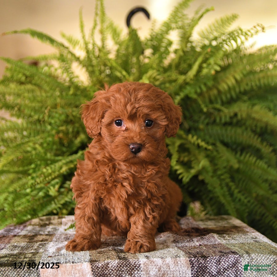 Havapoo dogs Ruby - Ad 30