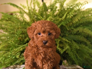 Havapoo dogs Ruby - Ad 30